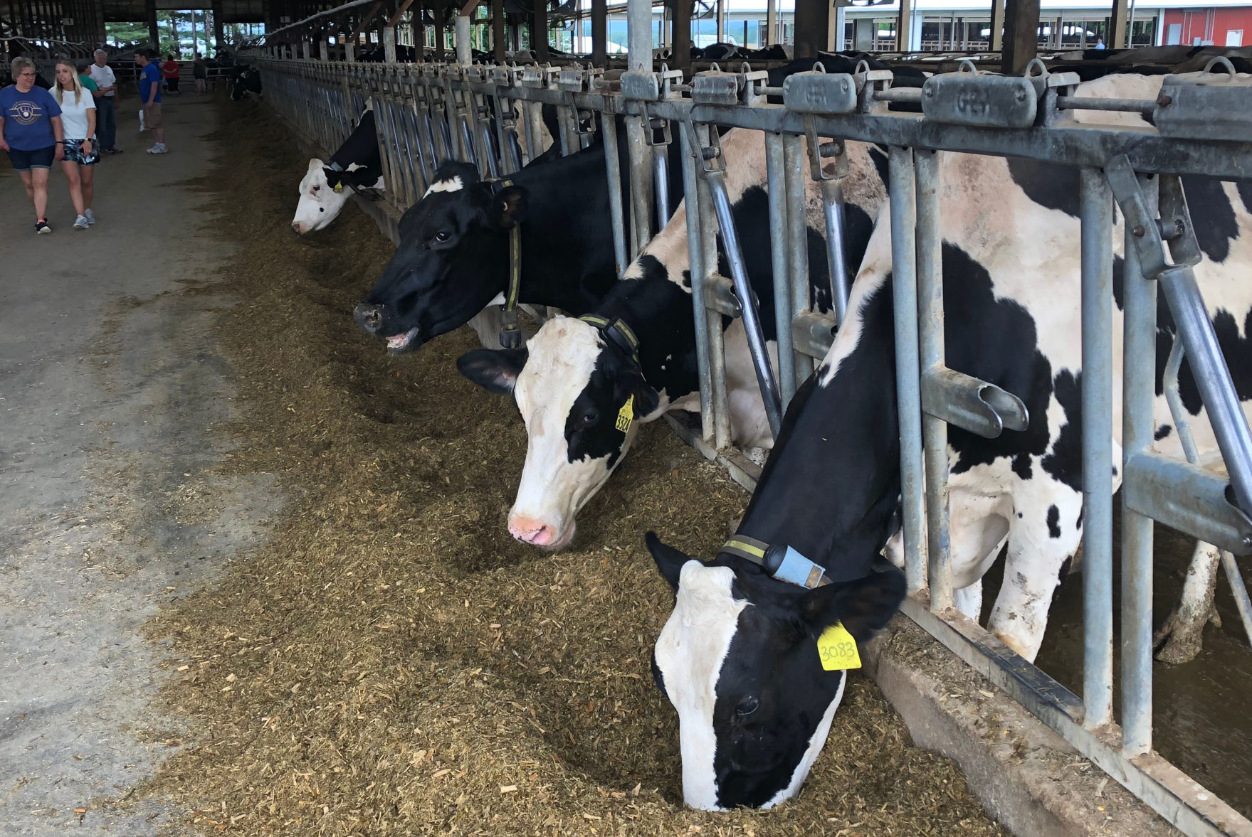 Cows